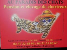 PENSION POUR CHATS -