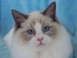 RAGDOLLS de MONTE STELLO