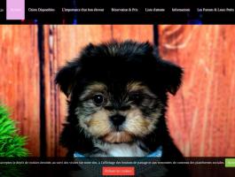 Passion Morkie