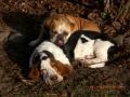 Elevage canin &quot;L'aube des brumes&quot;