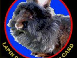 Lapin Club du Barbu de Gand L.C.B.G.