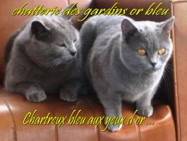 chatterie des gardins or bleu
