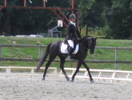 Haras d'Uranie (Cheval Barbe)