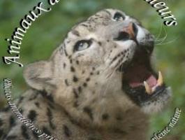 Animaux d'ici et d'ailleurs