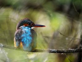 PHOTOGRAPHIE DE FAUNE SAUVAGE