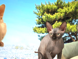 Chatterie De Triskallia- Sphynx